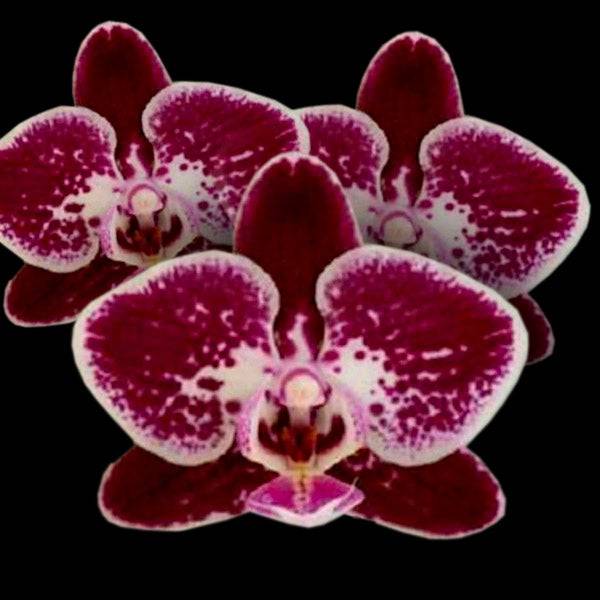 Phalaenopsis Sogo Madbury - With Buds | FF - Buy Orchids Plants Online by Orchid-Tree.com