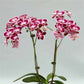 Phalaenopsis Sogo Madbury - With Buds | FF - Buy Orchids Plants Online by Orchid-Tree.com