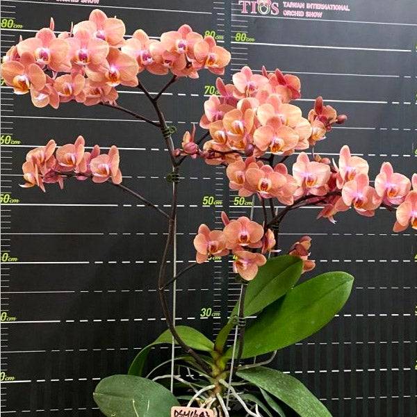 Phalaenopsis Rose Gold - With Small Spike | FF - Buy Orchids Plants Online by Orchid-Tree.com