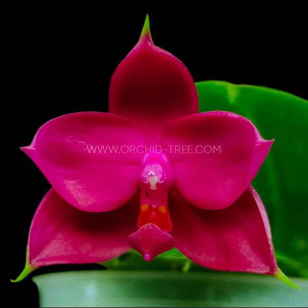 Phalaenopsis violacea red sp. - With Flower | FF - Buy Orchids Plants Online by Orchid-Tree.com