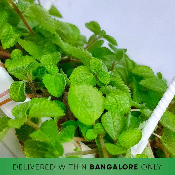 Pilea Nummularliifolia Plant - Buy Orchids Plants Online by Orchid-Tree.com