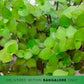 Callisia Repens Plant - Buy Orchids Plants Online by Orchid-Tree.com