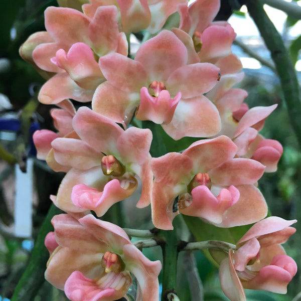 Rhynchostylis gigantea Peach - Without Flowers | BS - Buy Orchids Plants Online by Orchid-Tree.com