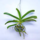 Rhynchostylis gigantea Peach - Without Flowers | BS - Buy Orchids Plants Online by Orchid-Tree.com