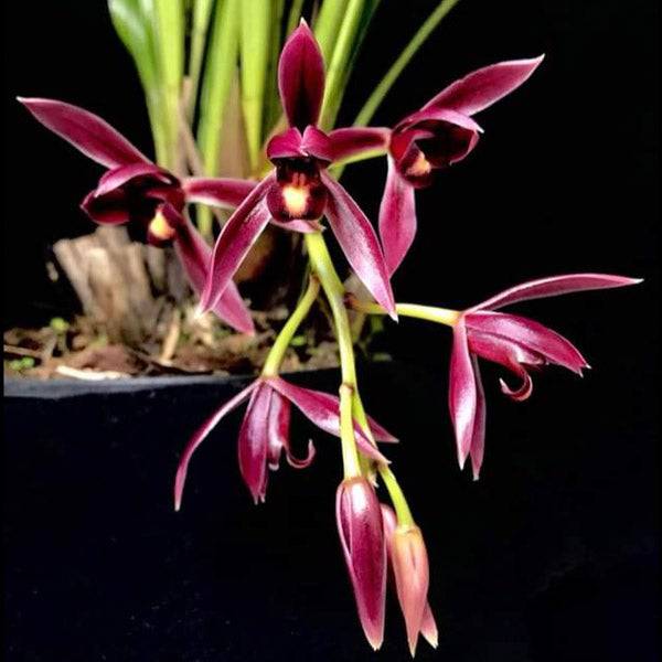 Cymbidium Dayanum Red - Without Flowers | BS - Buy Orchids Plants Online by Orchid-Tree.com