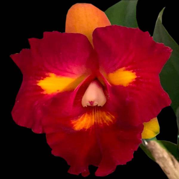 Cattleya Chunfong Little Sun - Without Flowers | BS - Buy Orchids Plants Online by Orchid-Tree.com