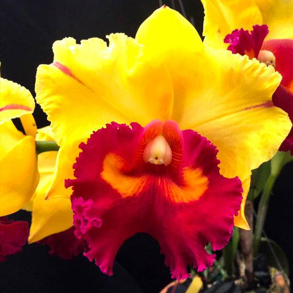 Cattleya Nakornchaisri Delight x Yen - Without Flowers | MS - Buy Orchids Plants Online by Orchid-Tree.com