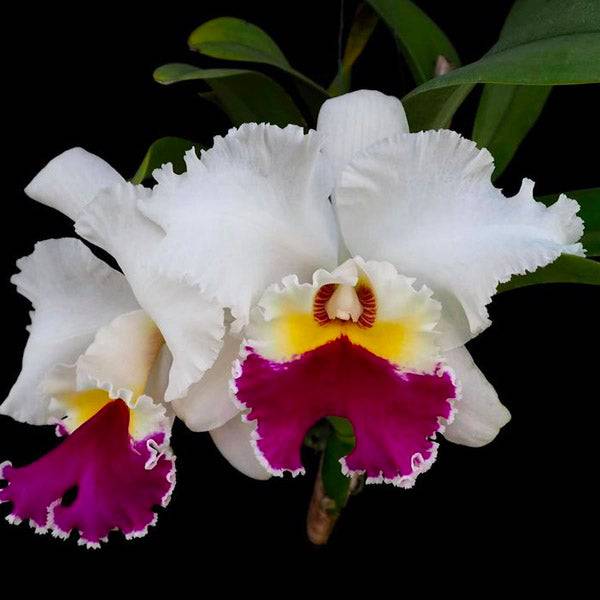 Cattleya Chian-Tzy Lass - Without Flowers | BS - Buy Orchids Plants Online by Orchid-Tree.com