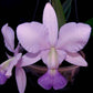 Cattleya walkeriana var. coerulea sp. - Without Flowers | BS - Buy Orchids Plants Online by Orchid-Tree.com