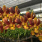 Dendrobium Latte - Without Flowers | BS - Buy Orchids Plants Online by Orchid-Tree.com