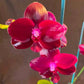 Phalaenopsis Sogo Rose - With Tiny Spike | FF - Buy Orchids Plants Online by Orchid-Tree.com