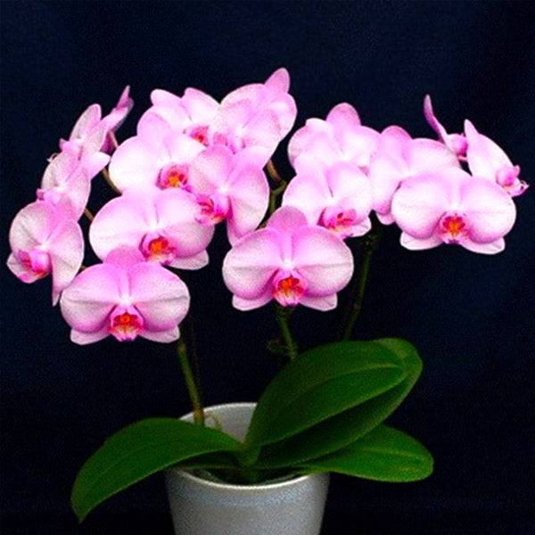 Phalaenopsis Sakurahime - With Small Spike | FF - Buy Orchids Plants Online by Orchid-Tree.com