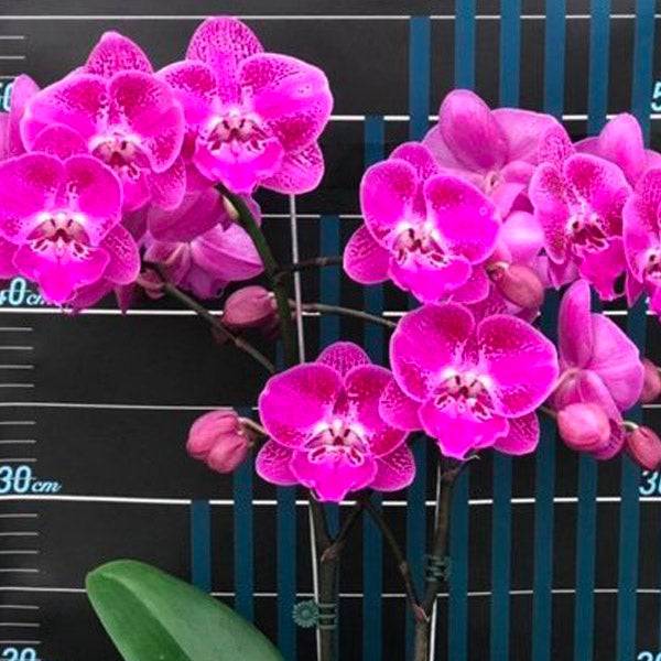 Phalaenopsis OX Lion Heart - With Spike | FF - Buy Orchids Plants Online by Orchid-Tree.com