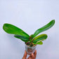 Phalaenopsis OX Lion Heart - With Spike | FF - Buy Orchids Plants Online by Orchid-Tree.com