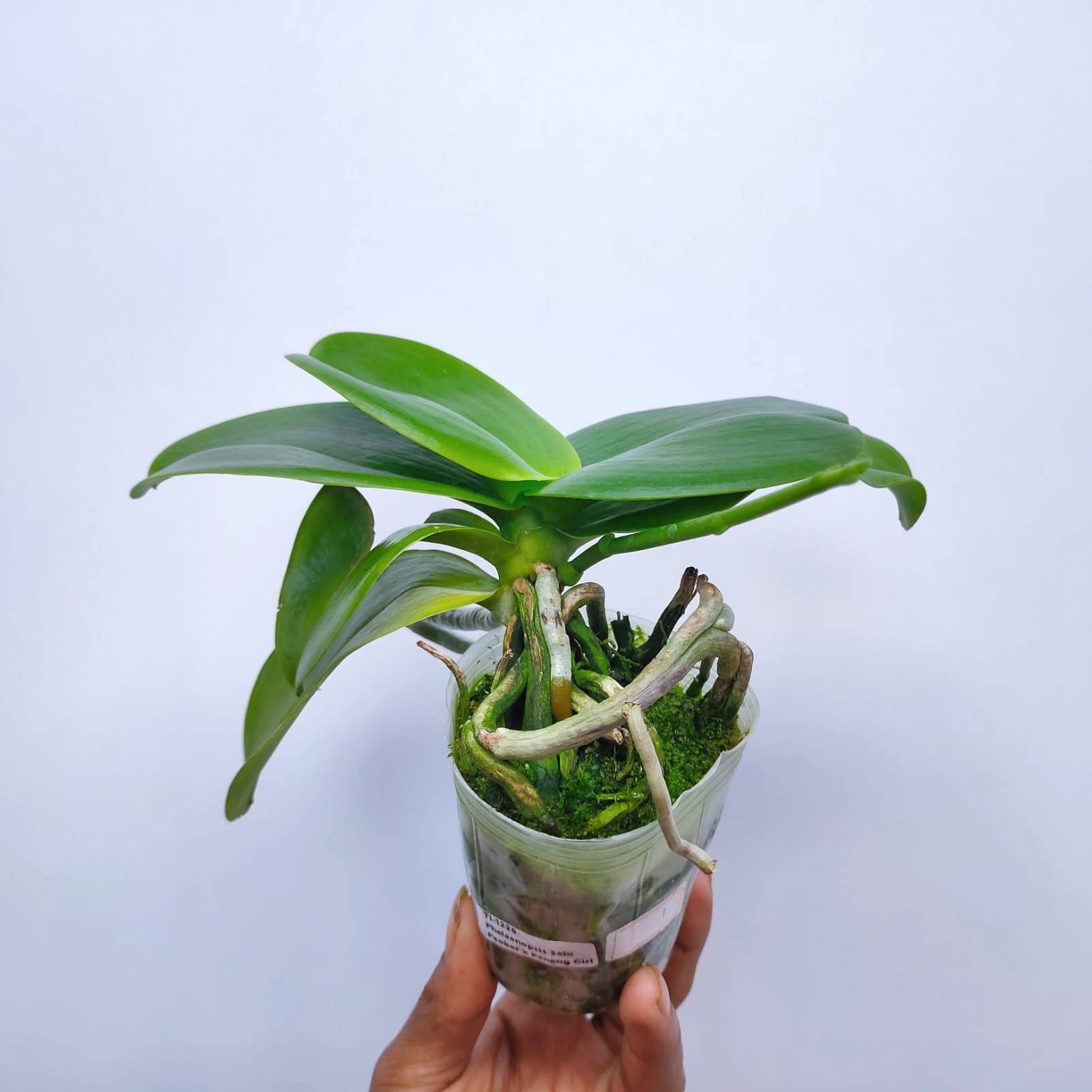 Phalaenopsis Salu Peoker x Penang Girl - With Spike | FF - Buy Orchids Plants Online by Orchid-Tree.com
