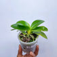 Phalaenopsis hieroglyphica sp. - Without Flowers | BS - Buy Orchids Plants Online by Orchid-Tree.com