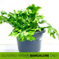 Crissie Fern - Buy Orchids Plants Online by Orchid-Tree.com