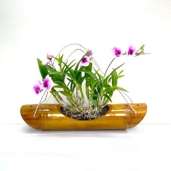 Bamboo Hanging Planter - Buy Orchids Plants Online by Orchid-Tree.com