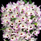 Dendrobium Love Memory Fizz - With Bud | FF - Buy Orchids Plants Online by Orchid-Tree.com