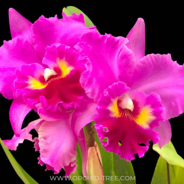 Cattleya Lucky Strike x Ronald Hausermann - Without Flowers | MS - Buy Orchids Plants Online by Orchid-Tree.com
