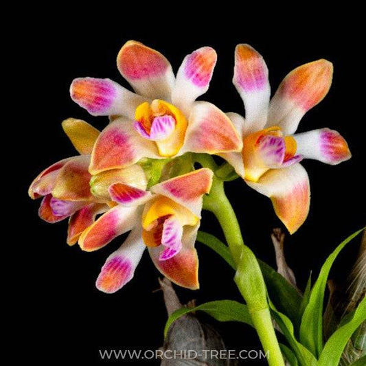 Chysis limminghei sp. - Without Flowers | BS - Buy Orchids Plants Online by Orchid-Tree.com