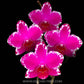Phalaenopsis Yu Pin Burgundy - With Buds | FF - Buy Orchids Plants Online by Orchid-Tree.com