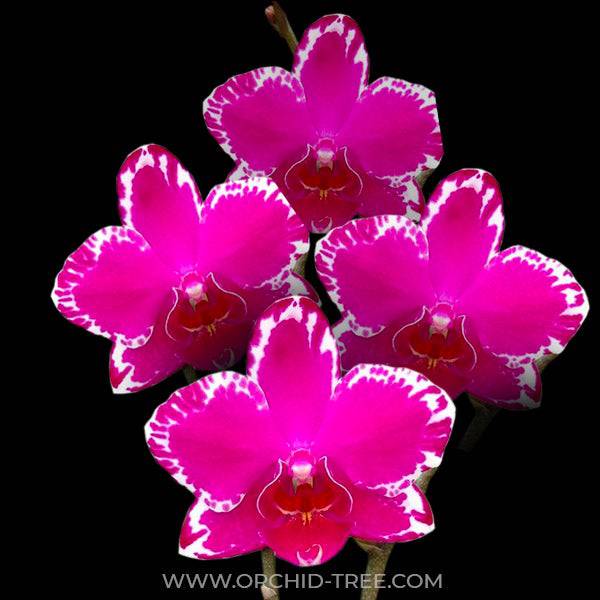 Phalaenopsis Yu Pin Burgundy - With Buds | FF - Buy Orchids Plants Online by Orchid-Tree.com