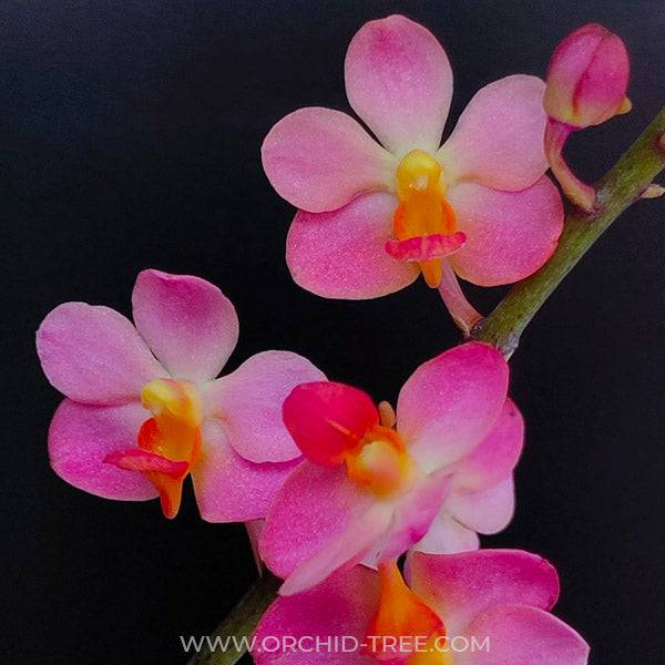 Ascovandoritis Prapin - Without Flowers | BS - Buy Orchids Plants Online by Orchid-Tree.com