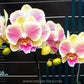 Phalaenopsis OX Viel - Without Spike | BS - Buy Orchids Plants Online by Orchid-Tree.com