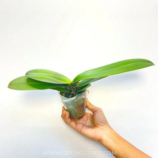 Phalaenopsis OX Viel - Without Spike | BS - Buy Orchids Plants Online by Orchid-Tree.com
