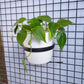 Grill / Balcony Mounting Bracket with Pot - Buy Orchids Plants Online by Orchid-Tree.com