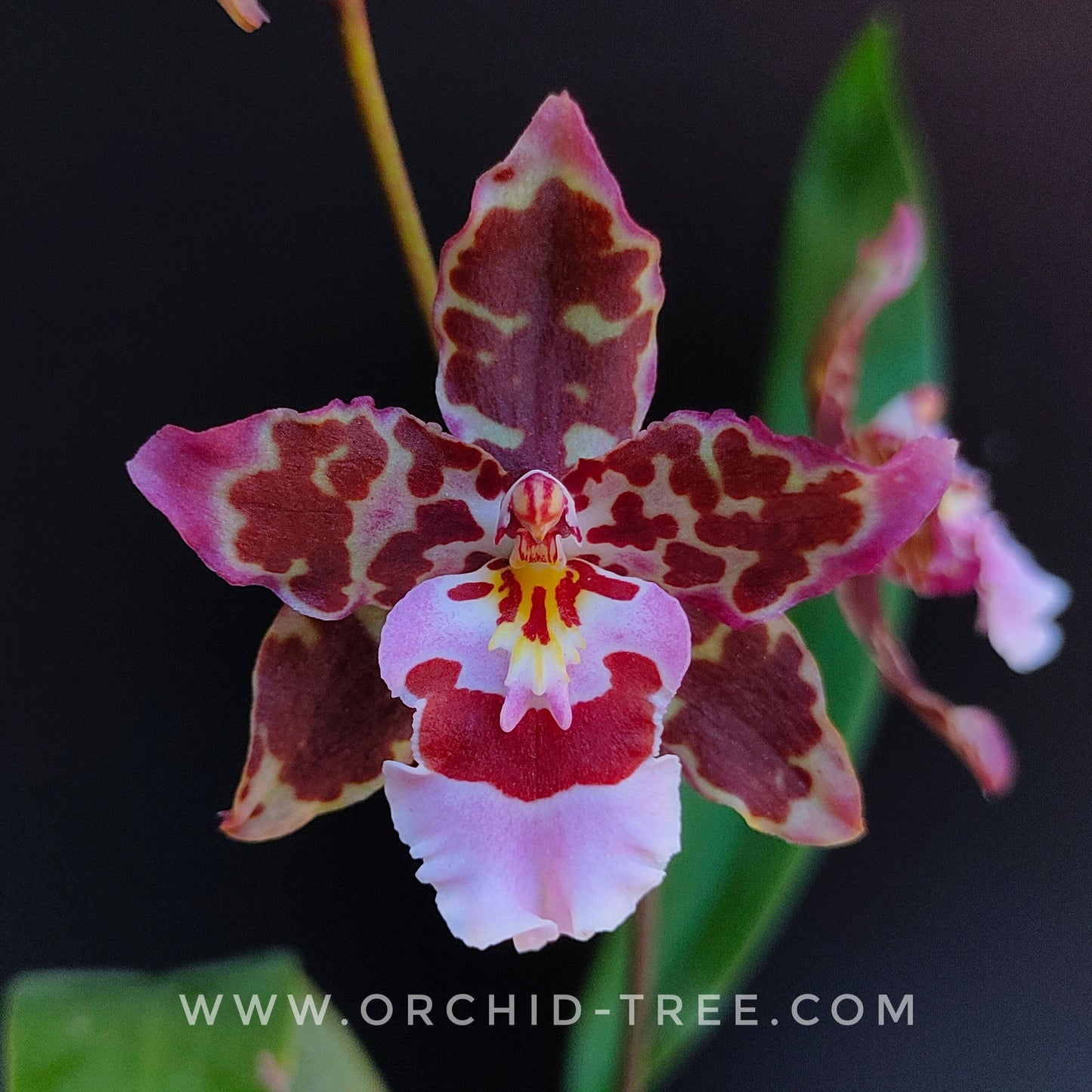 Oncidium Hwuluduen Gina - Without Flowers | BS - Buy Orchids Plants Online by Orchid-Tree.com