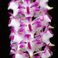 Vanda Aerides lawrenceae sp. - Without Flowers | BS - Buy Orchids Plants Online by Orchid-Tree.com