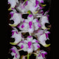 Vanda Aerides lawrenceae sp. - Without Flowers | BS - Buy Orchids Plants Online by Orchid-Tree.com