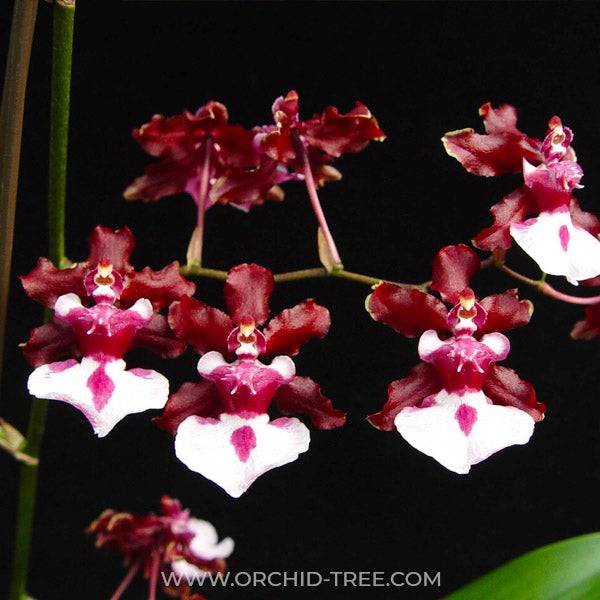 Oncidium Sharry Baby 'Sweet Fragrance' - Without Flowers | BS - Buy Orchids Plants Online by Orchid-Tree.com
