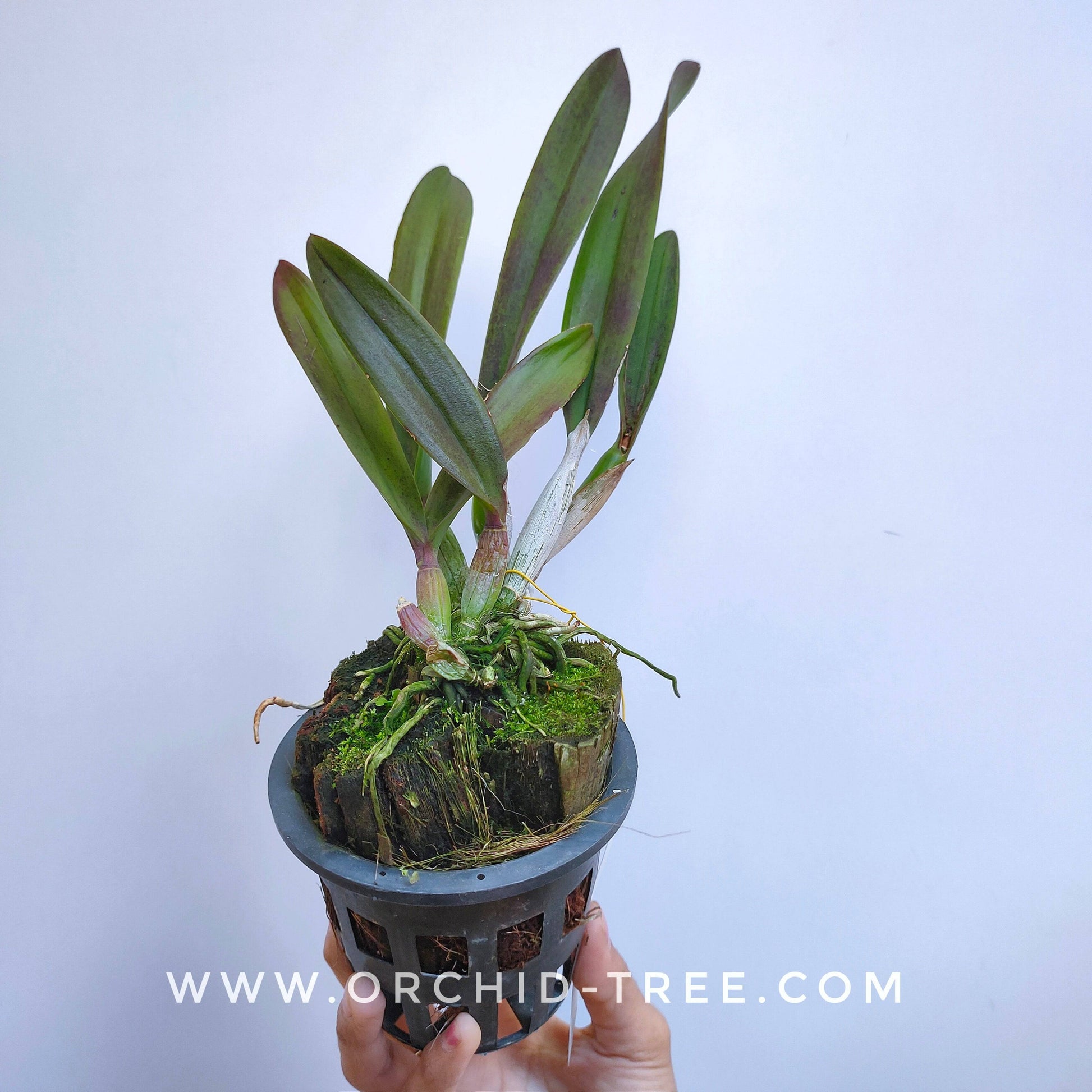 Encyleyvola Grapelade - Without Flowers | BS - Buy Orchids Plants Online by Orchid-Tree.com