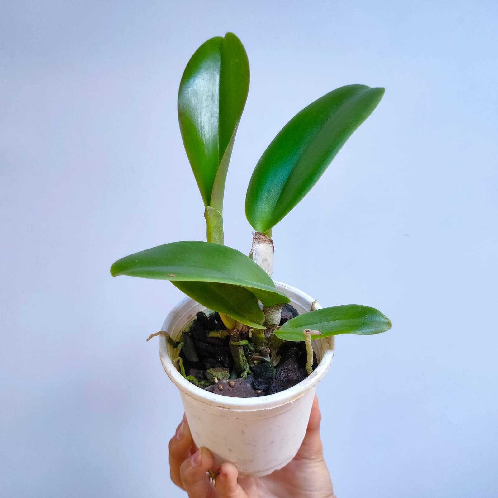 Cattleya Siam Pink - Without Flowers | MS - Buy Orchids Plants Online by Orchid-Tree.com