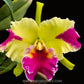 Cattleya Hwa Yuan Grace - Without Flowers | MS - Buy Orchids Plants Online by Orchid-Tree.com