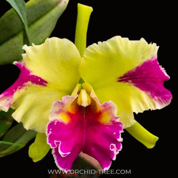 Cattleya Hwa Yuan Grace - Without Flowers | MS - Buy Orchids Plants Online by Orchid-Tree.com