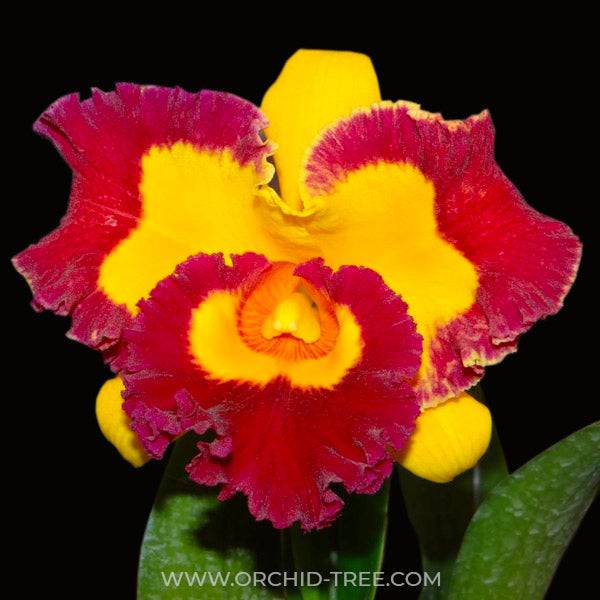 Cattleya (Rlc.) Village Chief Rose - Without Flowers | MS - Buy Orchids Plants Online by Orchid-Tree.com
