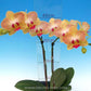 Phalaenopsis Gold Stripe - With Spike | FF - Buy Orchids Plants Online by Orchid-Tree.com