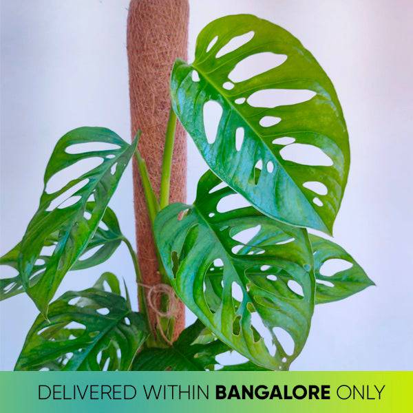 Monstera adansonii - Large - Buy Orchids Plants Online by Orchid-Tree.com