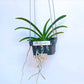 Vanda Neostylis Lou Sneary - Without Flowers | BS - Buy Orchids Plants Online by Orchid-Tree.com