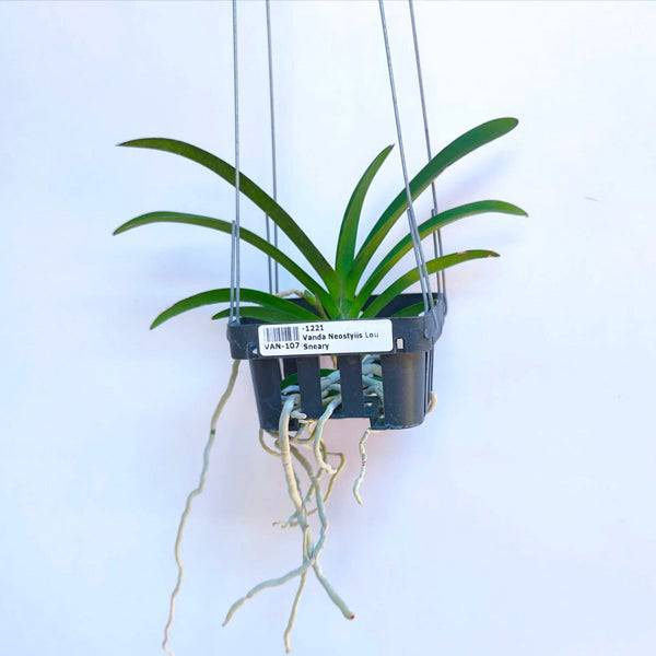 Vanda Neostylis Lou Sneary - Without Flowers | BS - Buy Orchids Plants Online by Orchid-Tree.com