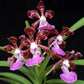 Vanda Papilionanda Pakorn Fragrance - Without Flowers | BS - Buy Orchids Plants Online by Orchid-Tree.com