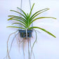 Vanda Papilionanda Pakorn Fragrance - Without Flowers | BS - Buy Orchids Plants Online by Orchid-Tree.com