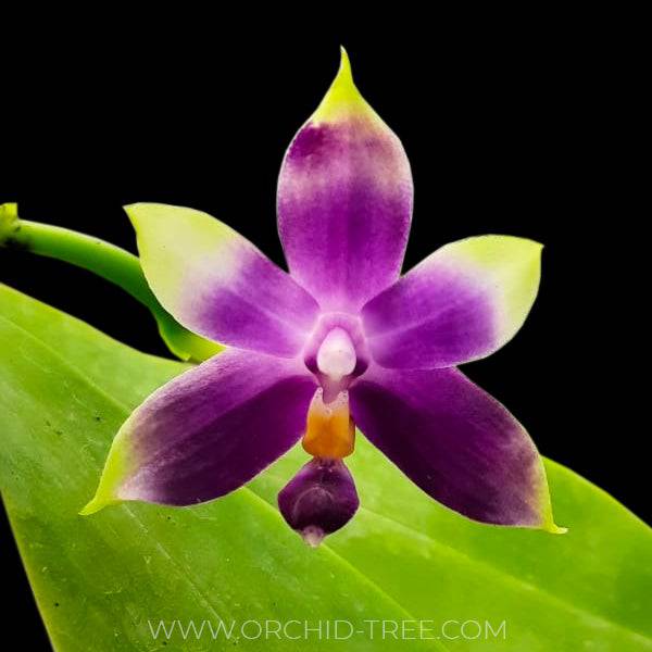 Phalaenopsis violacea var coerulea - Without Flowers | BS - Buy Orchids Plants Online by Orchid-Tree.com