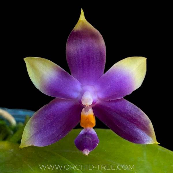 Phalaenopsis violacea var coerulea - Without Flowers | BS - Buy Orchids Plants Online by Orchid-Tree.com