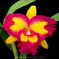 Cattleya Taiwan Queen - Without Flowers | BS - Buy Orchids Plants Online by Orchid-Tree.com