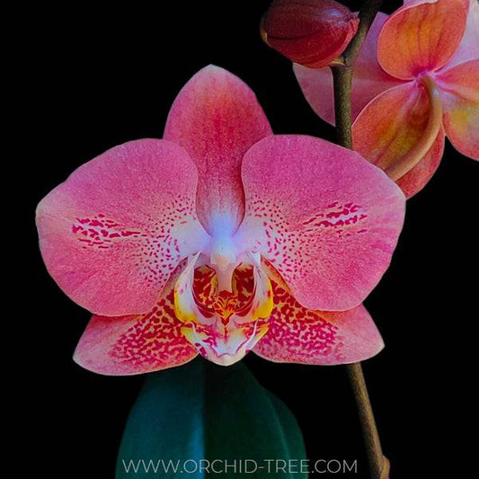 Phalaenopsis Leco Fantastic - With Buds | FF - Buy Orchids Plants Online by Orchid-Tree.com